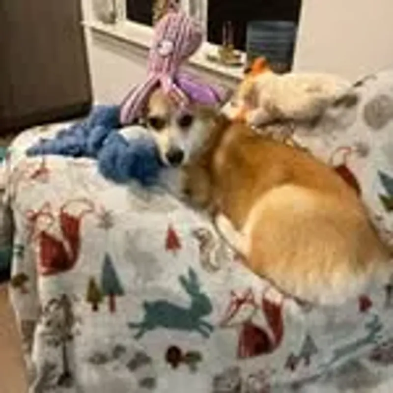 theodgrmis