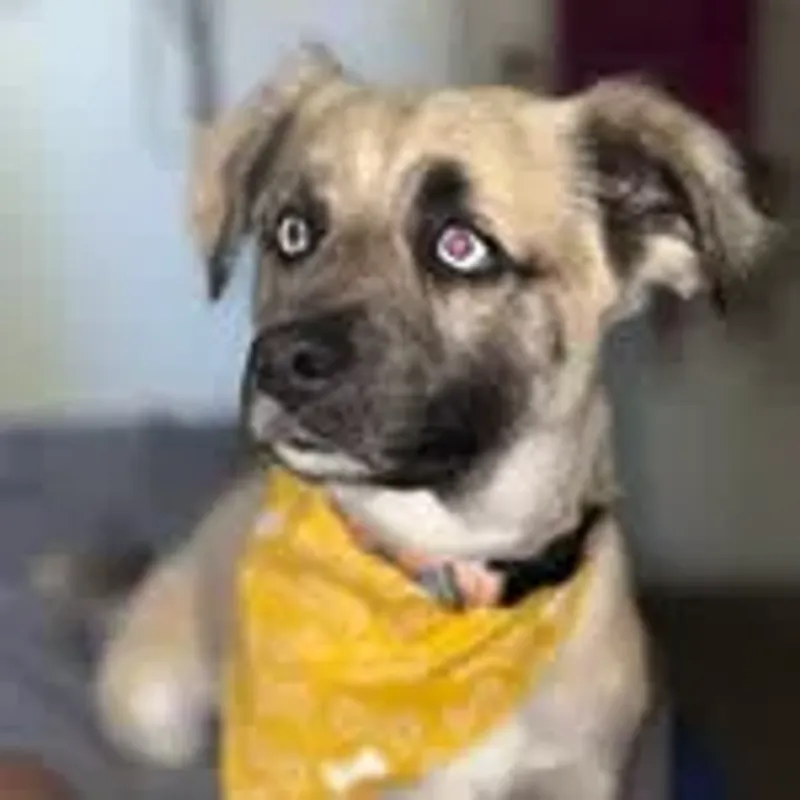 bleu_maltipoo