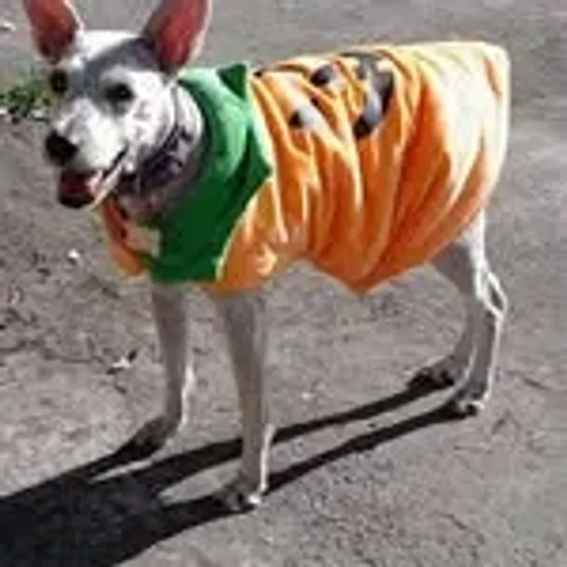 enriquealejandroruizpadilla
