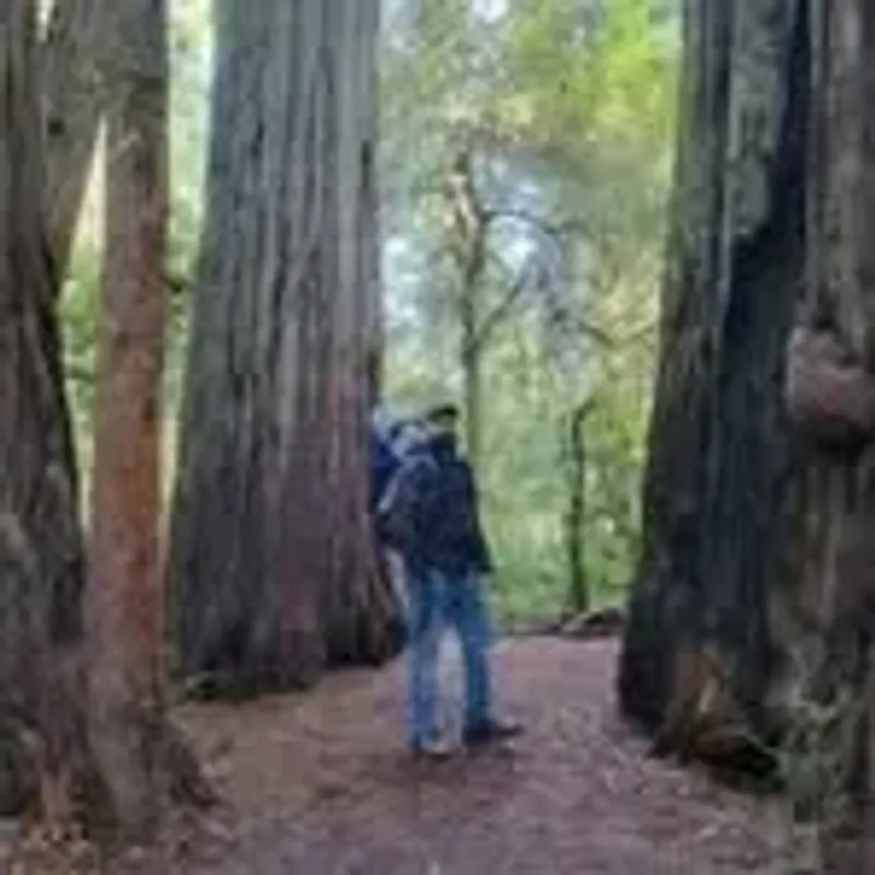 electrictrees