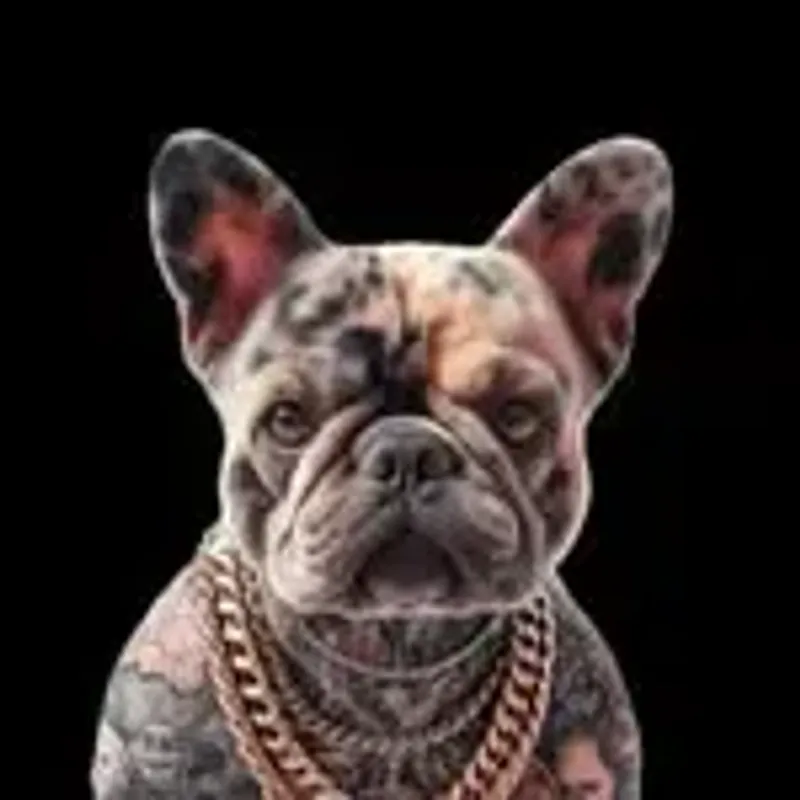 hollywood__kennels