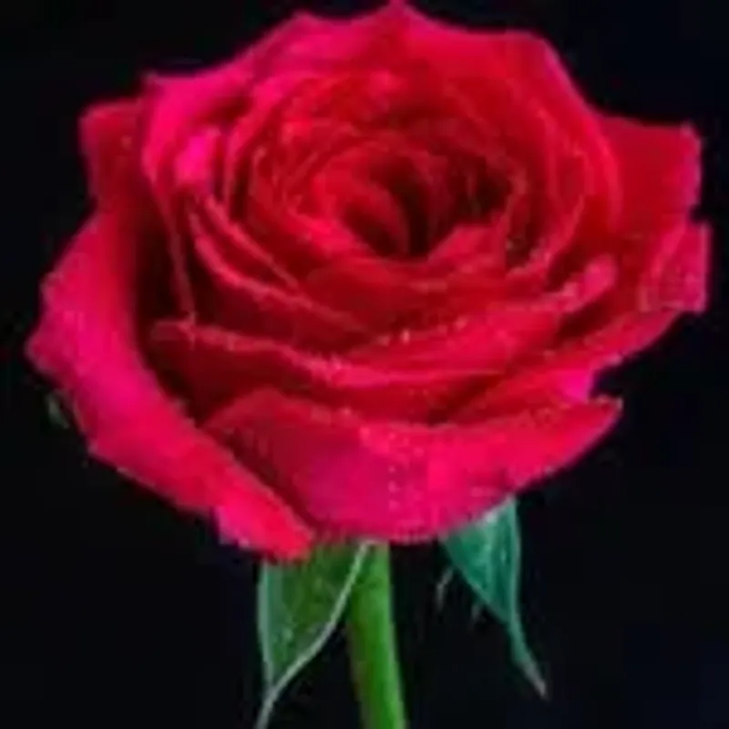 hadya_855
