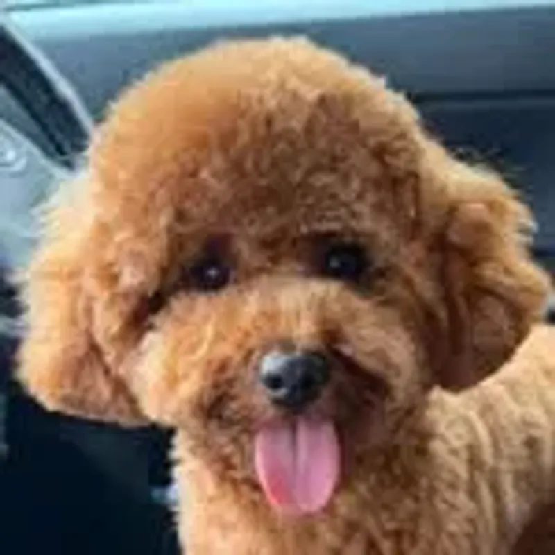 mochis.world.poodle