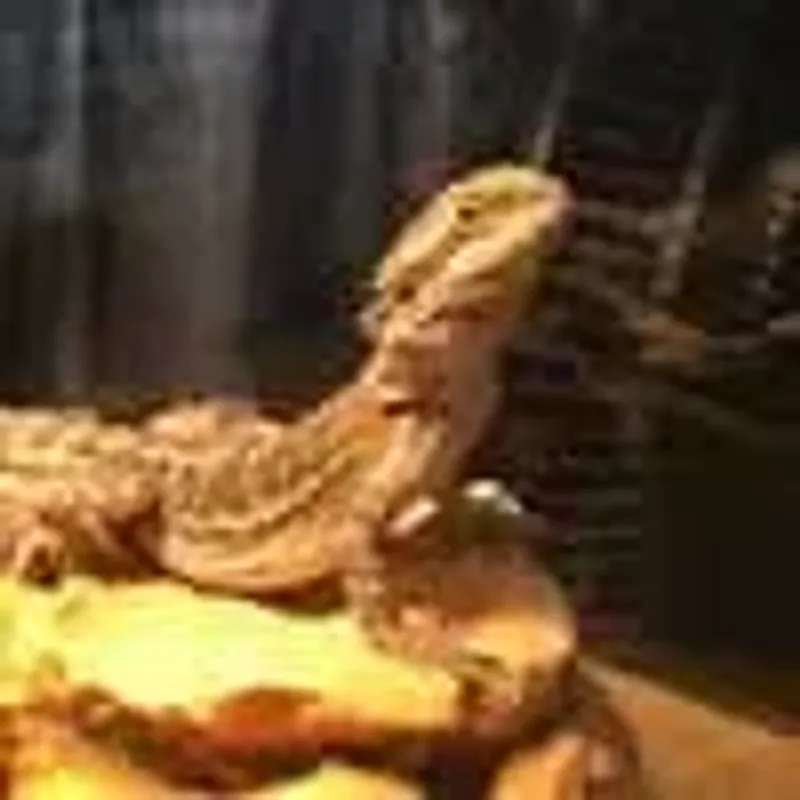 barnabusrex