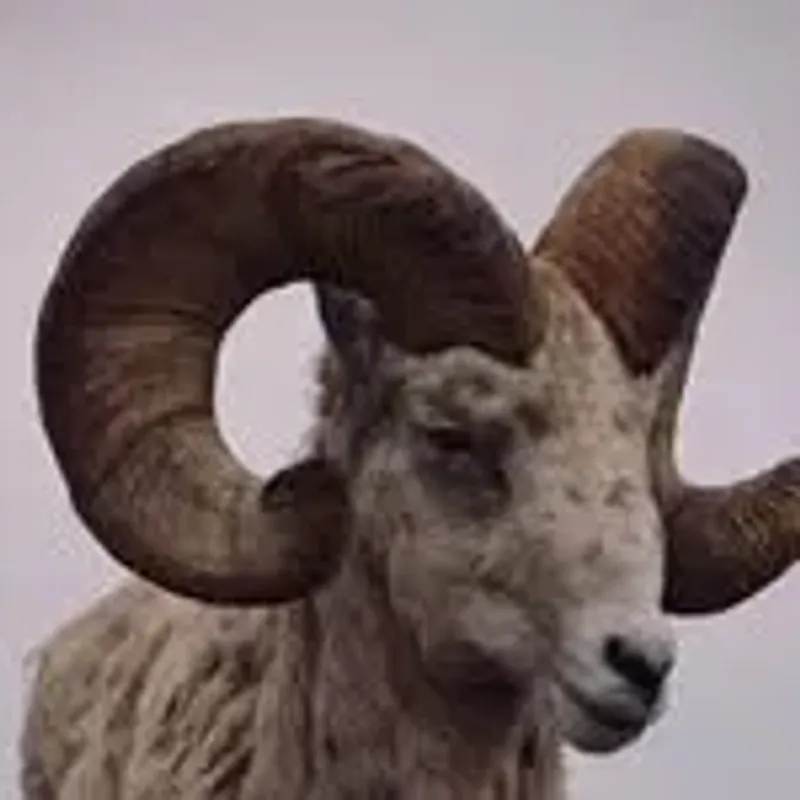 elmountaingoat
