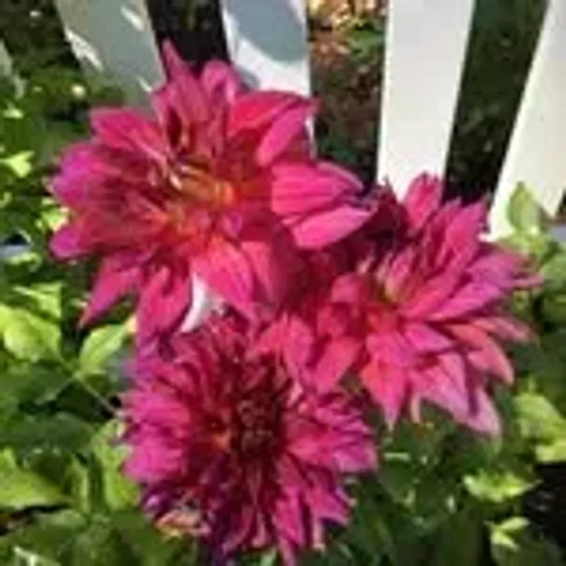 lindasoucy16