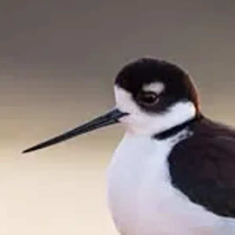 michellemackenzie_wildlife