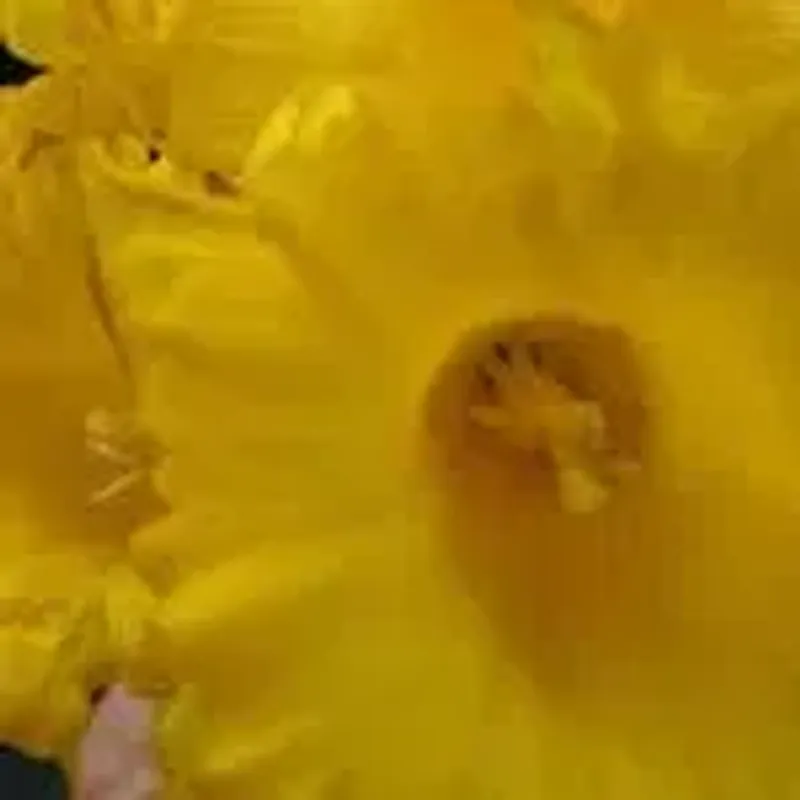 sshelleysusan